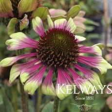 Echinacea purpurea 'Green Twister' Echinacea purpurea 'Green Twister'