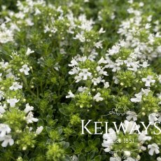 Thymus serpyllum 'Snowdrift' Thymus serpyllum 'Snowdrift'