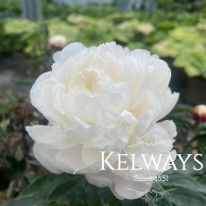 Paeonia 'Mother's Choice'