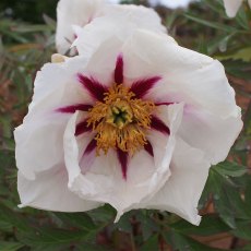 Paeonia 'Center Stage' (S)
