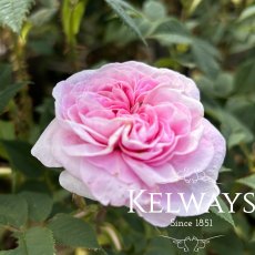 Rosa 'Konigin von Danemark' (A) Rosa 'Konigin von Danemark' (A)