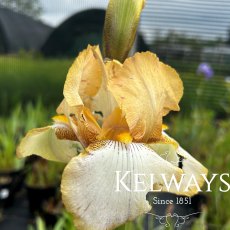 Iris 'Benton Susan' (TB) Iris 'Benton Susan' (TB)