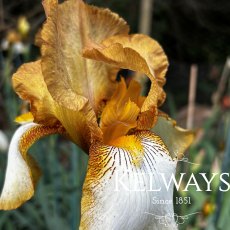 Iris 'Benton Susan' (TB) Iris 'Benton Susan' (TB)