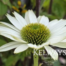 Echinacea purpurea 'Virginia' PBR (3 litre pot) Echinacea purpurea 'Virginia' PBR (3 litre pot)
