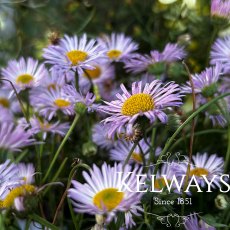 Erigeron karvinskianus 'Lavender Lady' Erigeron karvinskianus 'Lavender Lady'