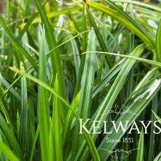 Carex morrowii 'Irish Green' Carex morrowii 'Irish Green'