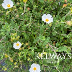 Cistus salviifolius (2 litre pot) Cistus salviifolius (2 litre pot)