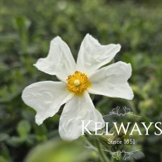 Cistus salviifolius (2 litre pot) Cistus salviifolius (2 litre pot)