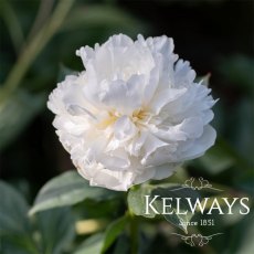 Paeonia lactiflora 'Duchesse de Nemours' Paeonia lactiflora 'Duchesse de Nemours'