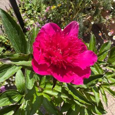 Paeonia 'Purple Spider'
