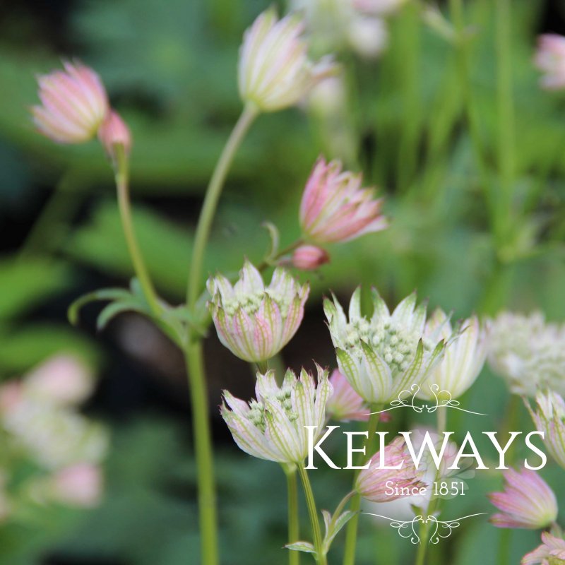 Astrantia major subsp. involucrata 'Shaggy'
