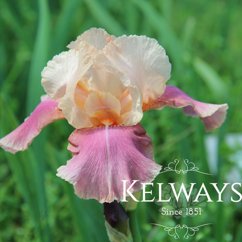 Iris 'Carnaby' (TB)
