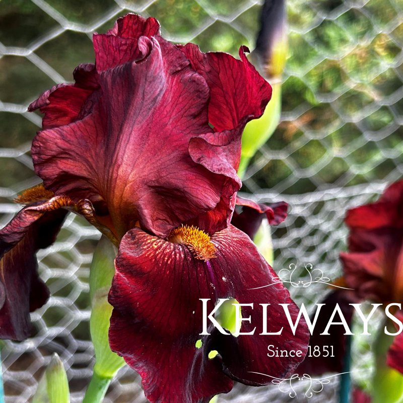Iris 'Sultan's Palace' (TB)