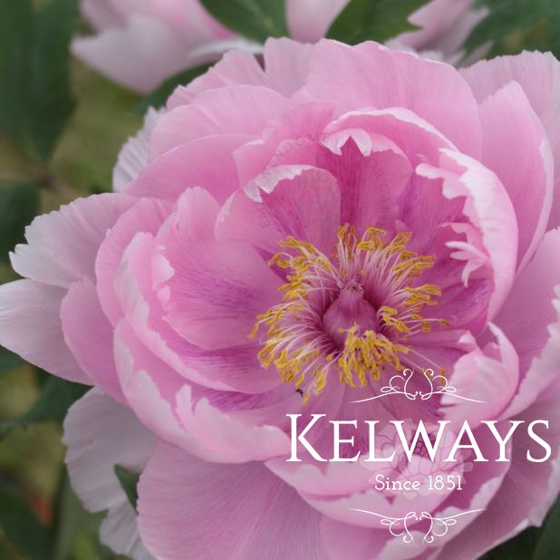 Paeonia x suffruticosa 'Akashigata' (S)