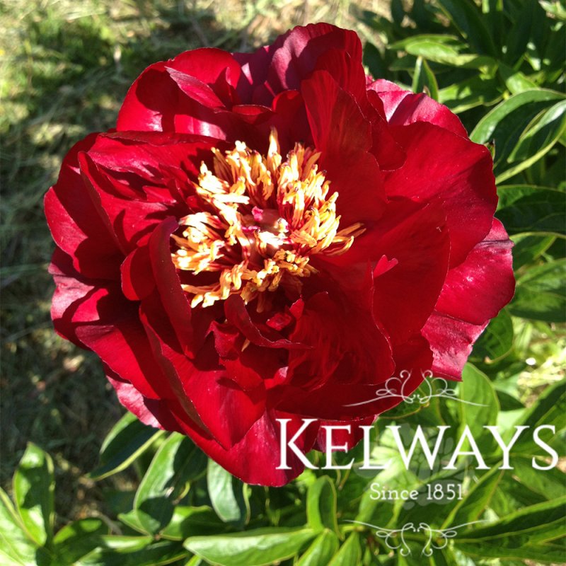 Paeonia 'Buckeye Belle'