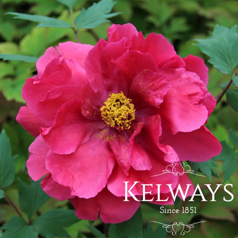 Paeonia x suffruticosa 'Duchess of Kent' (S)