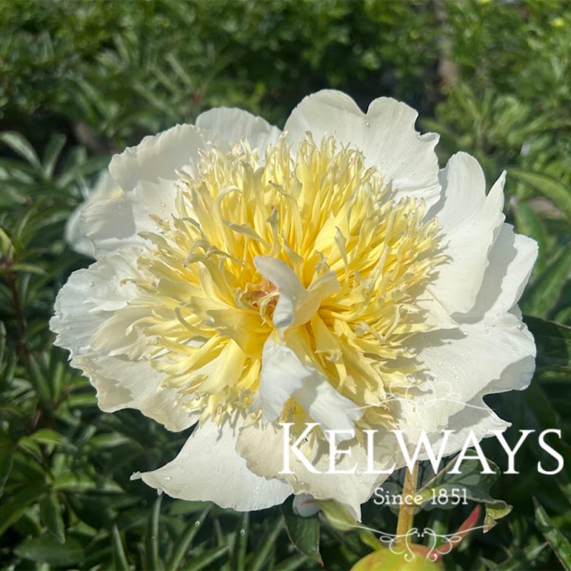Paeonia 'Honey Gold'