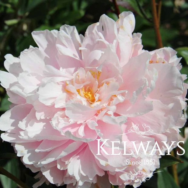Paeonia lactiflora 'Lady Alexandra Duff'