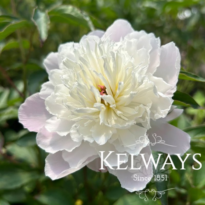 Paeonia 'Shirley Temple'
