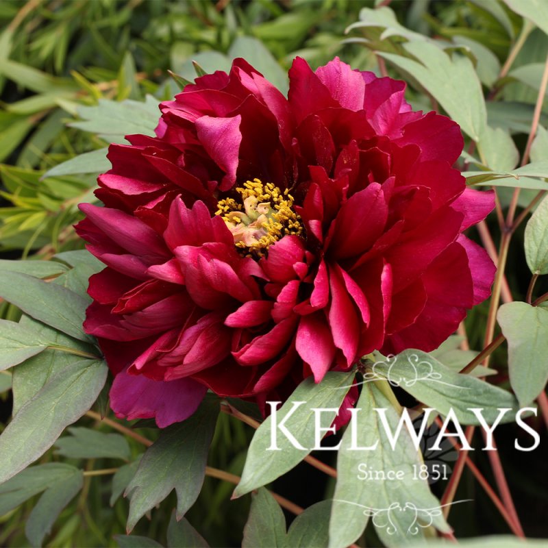 Paeonia x suffruticosa 'Rimpo' (S)