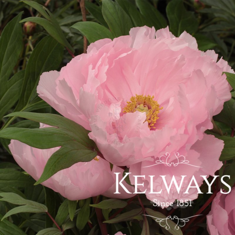 Paeonia x suffruticosa 'Yachiyo-tsubaki' (S)