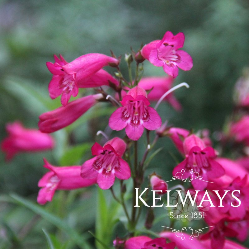 Penstemon 'Andenken an Friedrich Hahn' (9cm pot)
