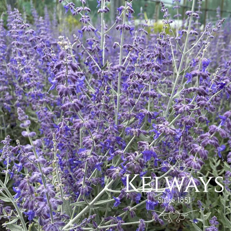 Salvia 'Blue Spire' (Pe)