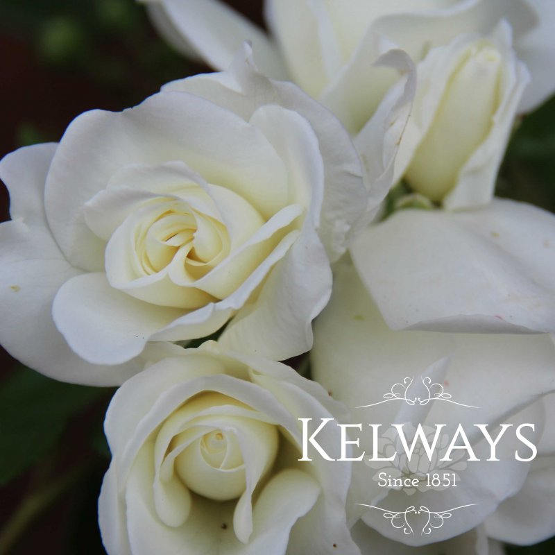 Rosa Iceberg ('Korbin') (F)