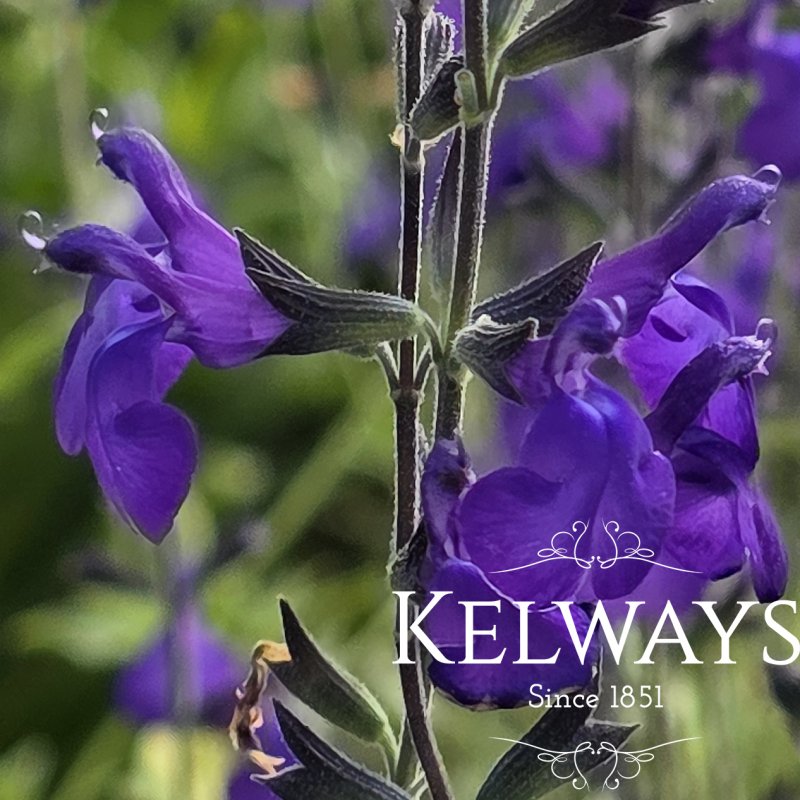 Salvia 'Bleu Armor' PBR