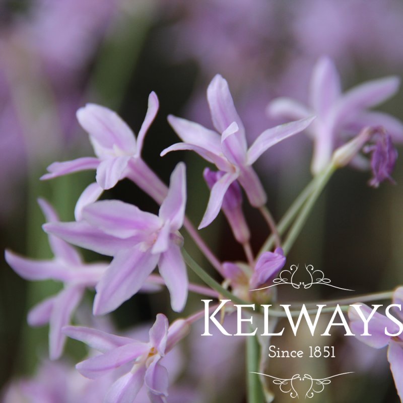 Tulbaghia violacea 'Silver Lace' (v)