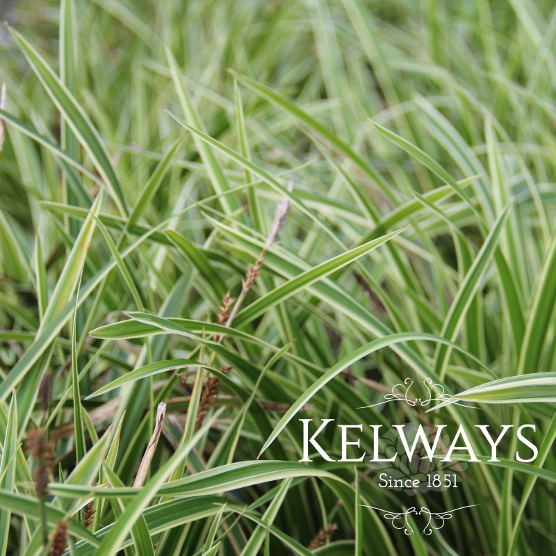Carex 'Ice Dance' (v)