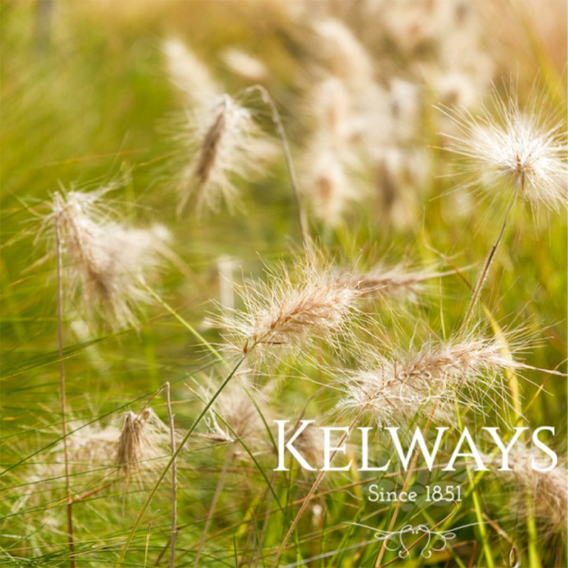 Pennisetum villosum