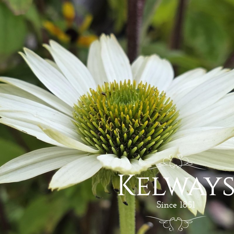 Echinacea purpurea 'Virginia' PBR (3 litre pot)
