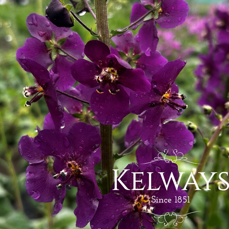 Verbascum phoeniceum 'Violetta'