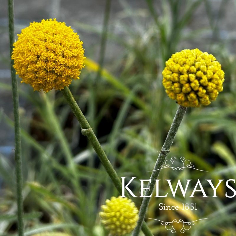 Craspedia globosa (1 litre pot)
