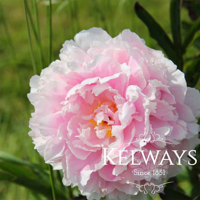 Paeonia lactiflora 'Sarah Bernhardt'