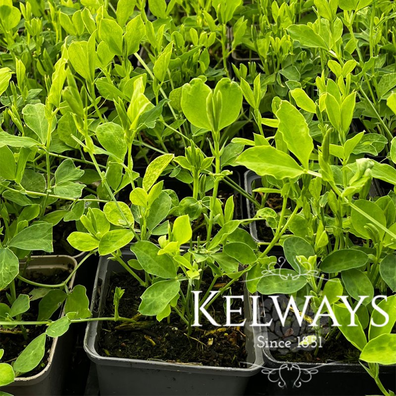 Lathyrus odoratus 'Incense Mixed' (9cm pot)