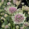 Astrantia 'Buckland'