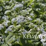 Brunnera macrophylla 'Betty Bowring'