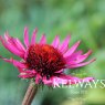 Echinacea purpurea 'Fatal Attraction' PBR (2 litre pot)