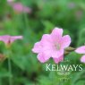 Geranium x oxonianum 'Wargrave Pink' (2 litre pot)