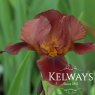 Iris 'Quechee' (TB) (3 litre pot)