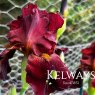 Iris 'Sultan's Palace' (TB)