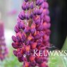 Lupinus 'Masterpiece' PBR