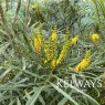 Mahonia eurybracteata subsp. ganpinensis 'Soft Caress' (3 litre pot)