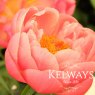 Paeonia 'Coral Charm'