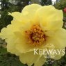 Paeonia x lemoinei 'High Noon' (S)