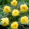 Paeonia x lemoinei 'High Noon' (S)