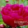 Paeonia 'Bunker Hill'