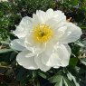 Paeonia 'Miss America'